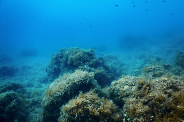istock Underwater Scene Sunlight, fish Underwater Life. 1166448309
