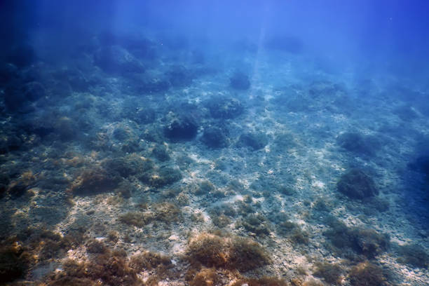 istock Sea Life Underwater View Sunlight, Underwater Life. 1166448357