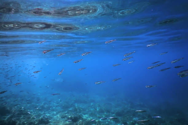 istock School of Silver Fish in Shallow Water, Underwater 1166448562