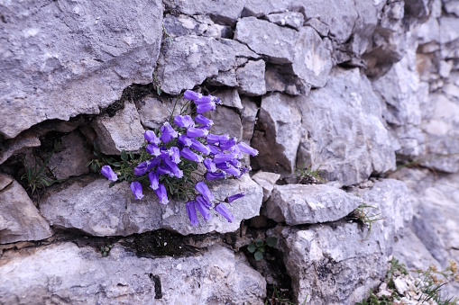 Plant, Rock - Object, Gorenjska, Slovenia, Triglav National Park, Campanula zoysii