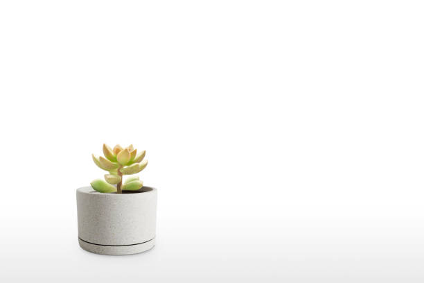 istock Suculent plant isolated on white background vase ornament 1166448705
