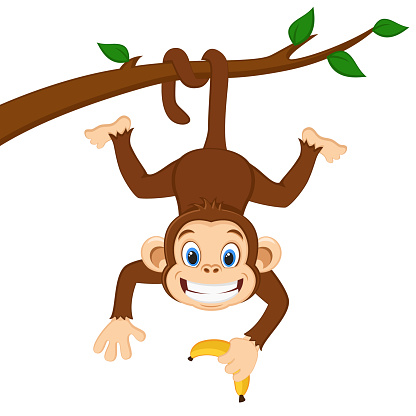 Monkey is hanging on a branch and holding a banana on a white background.
