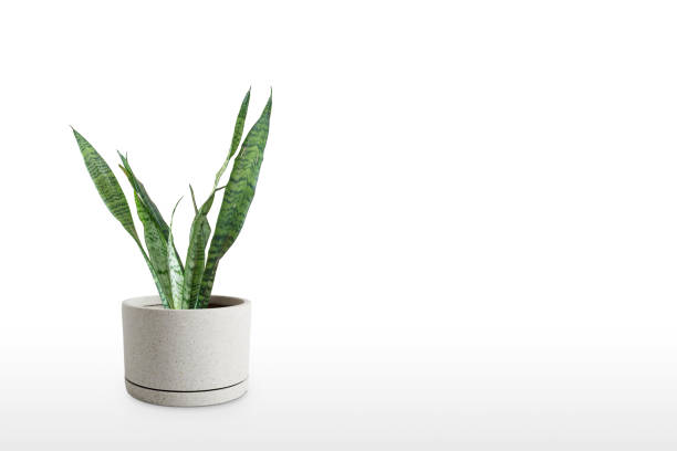 istock Beautiful sansevieria plant in pot on white table 1166448761