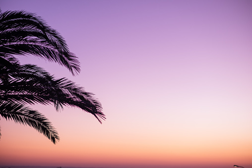 Palm tree leaf against sunrise background