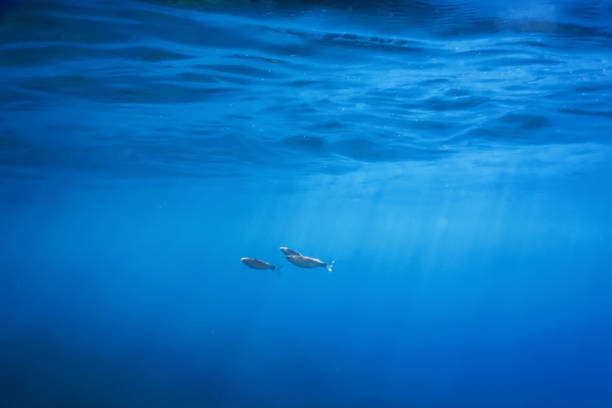 istock Underwater blue background water surface and fishes 1166448973
