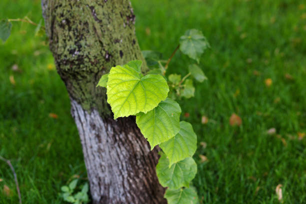 plant, season, leaf, leave, linden, shape, green, autumn, background, botany, beautiful, branch, bright, color, colorful, decoration, decorative