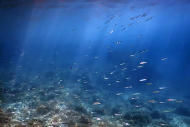 istock School of Silver Fish in Shallow Water, Underwater 1166452350
