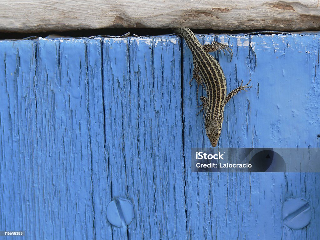 lizard Formentera Adjusting Stock Photo