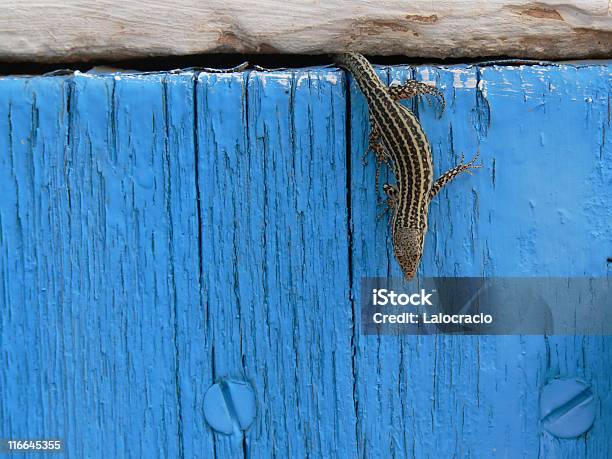 Lizard Stock Photo - Download Image Now - Adjusting, Alligator, Animal