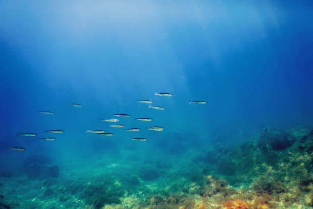 School of Silver Fish in Shallow Water, Underwater