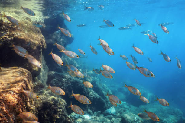 istock Fish School Underwater. Fishes underwater background. 1166455049