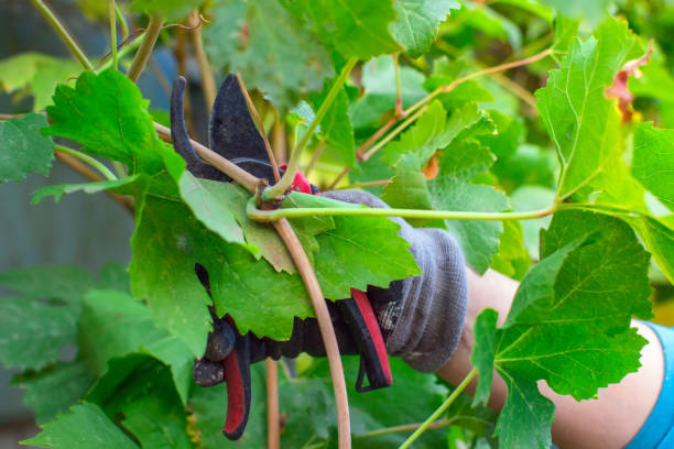 istock pruning grapes in autumn growing plants 1166455107