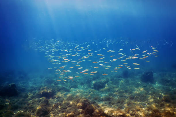 istock Fish School Underwater. Fishes underwater background. 1166455370