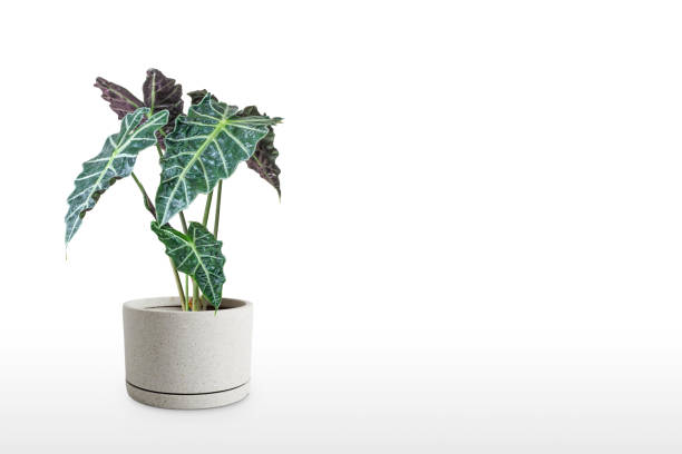 Beautiful Alocasia plant in pot isolated on table stock photo