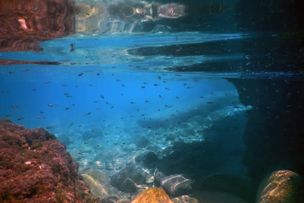 istock Underwater Scene Sunlight, fish Underwater Life. 1166456078