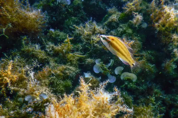 Photo of Axillary wrasse, Symphodus mediterraneus on Reef Underwater