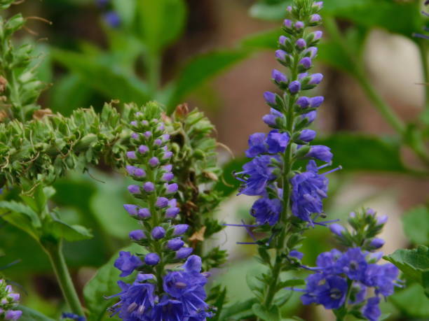 istock Kansas Flowers Summer 2019 1166456256