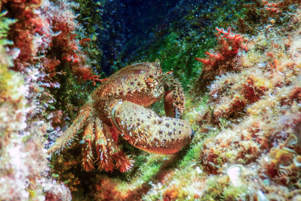 istock Warty Crab on Reef Underwater Eriphia verrucosa 1166456282