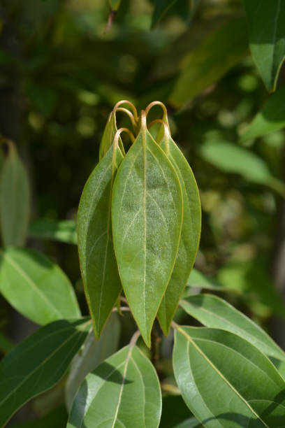 istock Laurel tree of Japan 1166456298