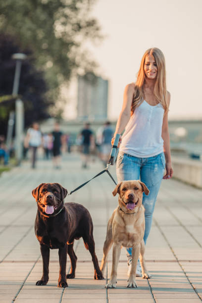 istock Girl walking two dogs 1166456339