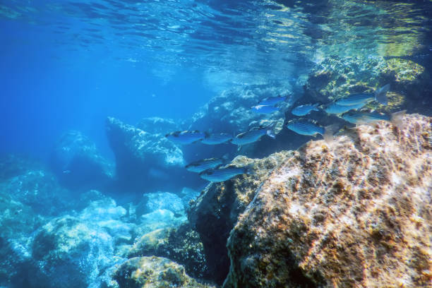 istock Underwater Scene Sunlight, fish Underwater Life. 1166456340