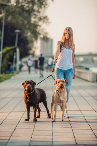 istock Girl walking two dogs 1166456343