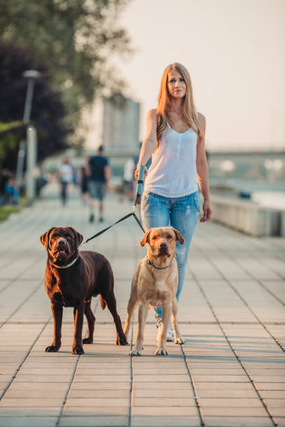 istock Girl walking two dogs 1166456347