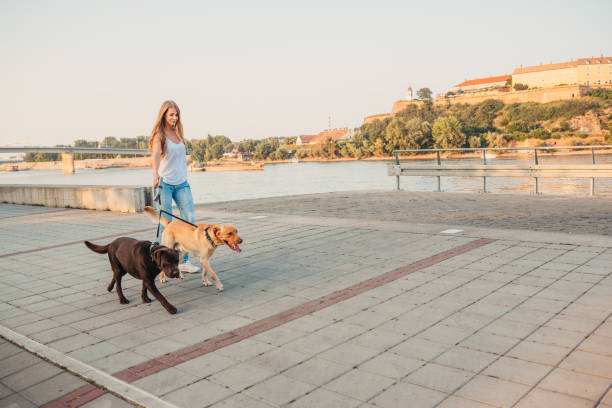 istock Girl walking two dogs 1166456356