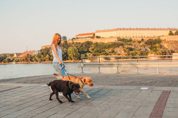 istock Girl walking two dogs 1166456357