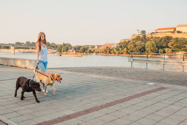 istock Girl walking two dogs 1166456359