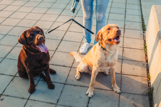 istock Girl walking two dogs 1166456368