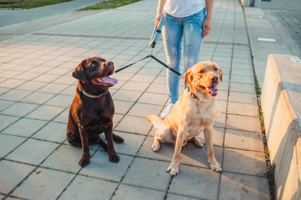 istock Girl walking two dogs 1166456369