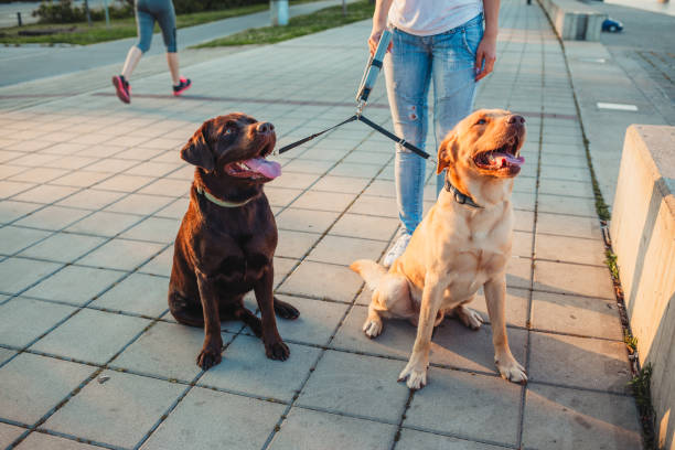 istock Girl walking two dogs 1166456371