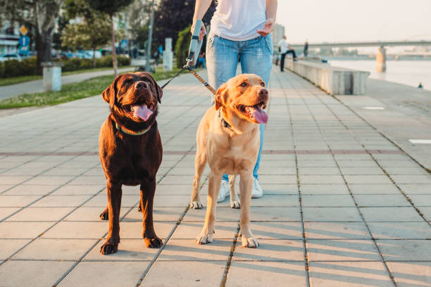 istock Girl walking two dogs 1166456391