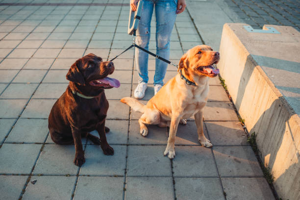 istock Girl walking two dogs 1166456393