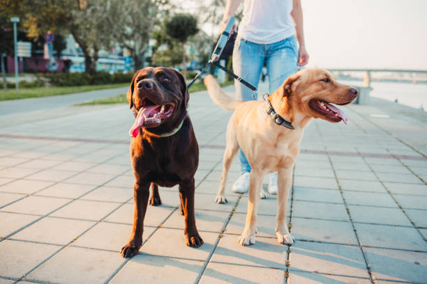 istock Girl walking two dogs 1166456394