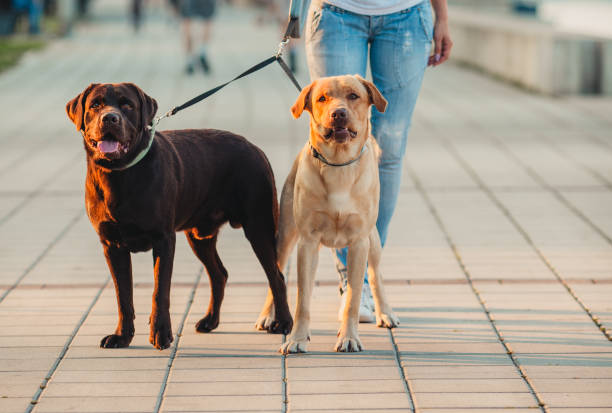 istock Girl walking two dogs 1166456403