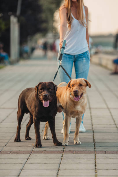 istock Girl walking two dogs 1166456436