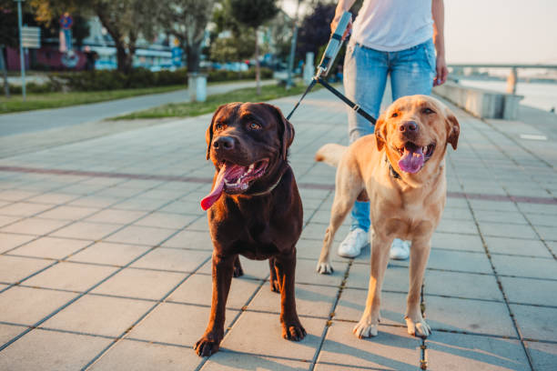 istock Girl walking two dogs 1166456464