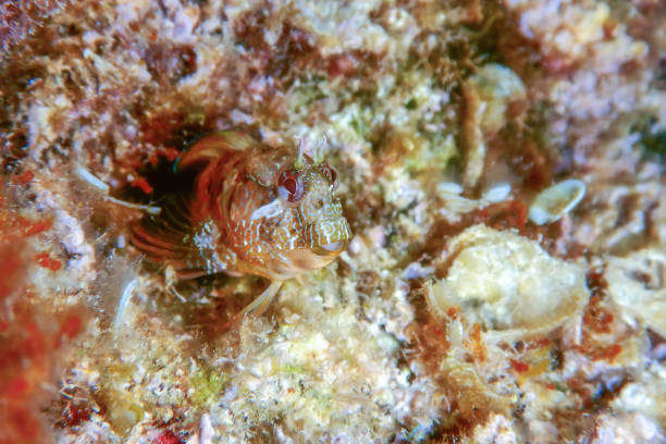 istock Portrait Of Cute Blenny fish, Close up 1166456485
