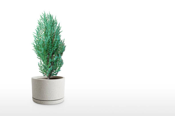 istock Juniperus Chinensis vase isolated on white background. 1166456557