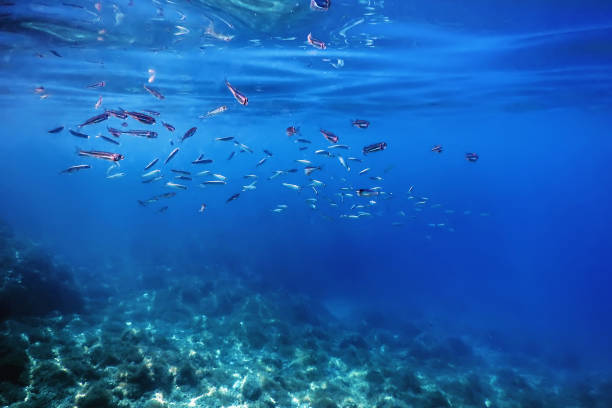 istock School of Silver Fish in Shallow Water, Underwater 1166456665