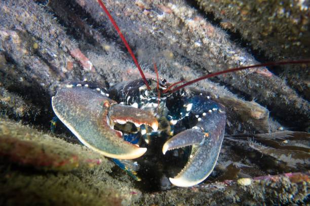 istock European Lobster hidden in a wreck 1166457192