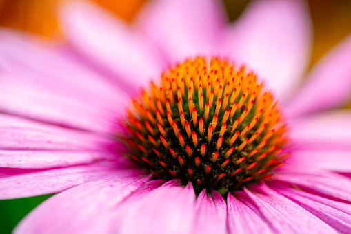 Eastern purple coneflower in full bloom close up