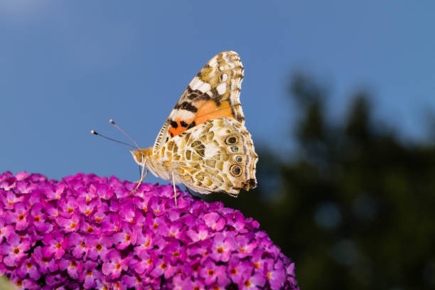 istock Butterfly Thistle Butterfly - Vanessa Cardui 1166458020