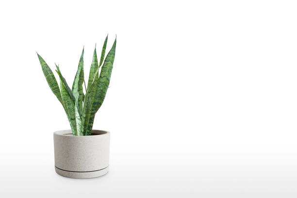 istock Beautiful sansevieria plant in pot on white table 1166458041