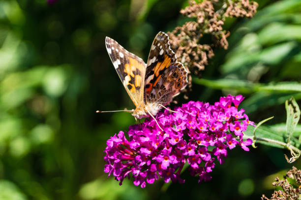 istock Butterfly Thistle Butterfly - Vanessa Cardui 1166458148