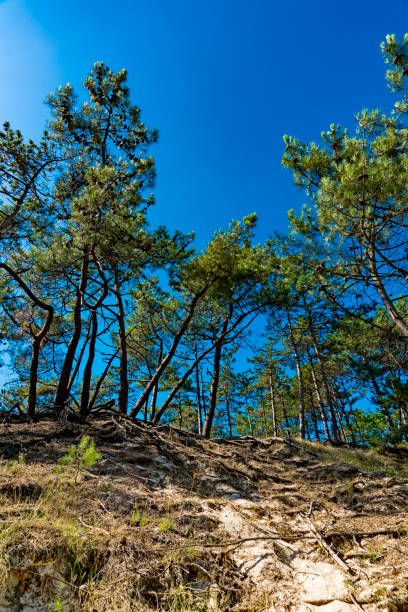 sendero de senderismo con arena y árboles verdes. schoorlse duinen, países bajos - schoorl fotografías e imágenes de stock