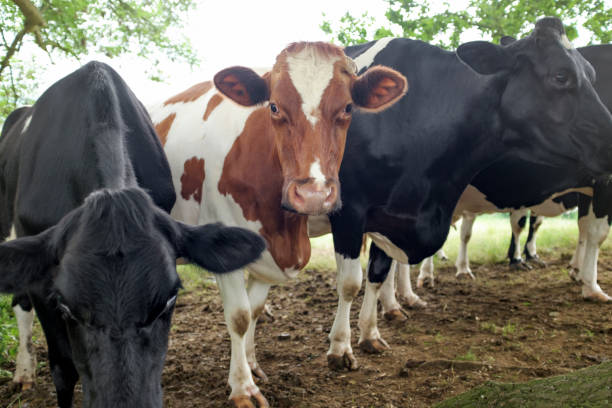 istock Holstein Friesian Cattle In The UK 1166458226