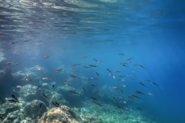 istock Underwater Scene Sunlight, fish Underwater Life. 1166458229
